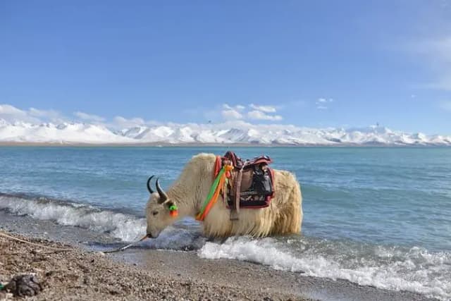 Tibet - Image 3